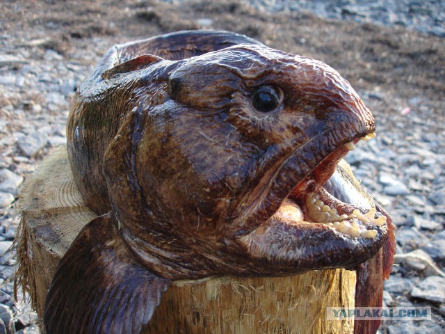 котлеты из СОБАКИ... не жесть - жуть!