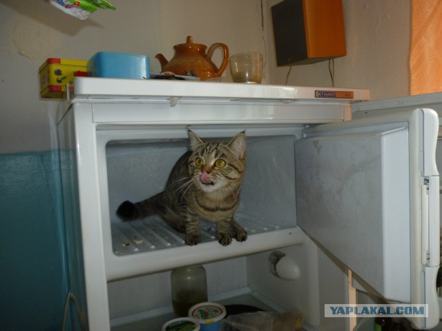 Кошки vs. пакеты