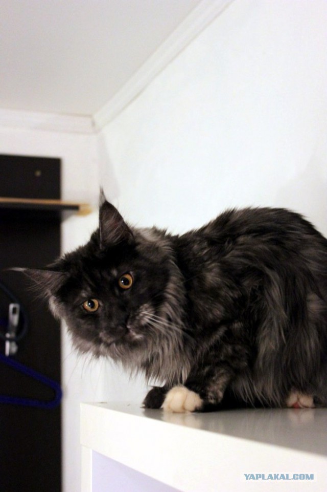 Котовторник 13.10.2015