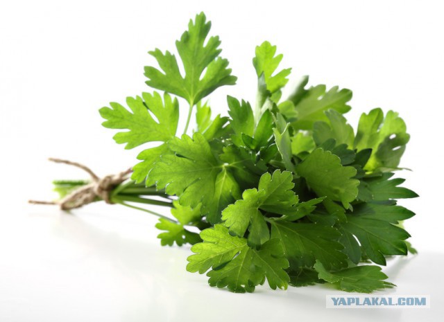 Ленинград - Самая любимая