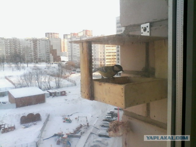 Кормушка для птиц  за выходные