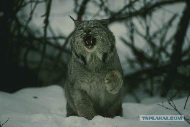 Кое что о манулах