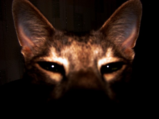 Коты, кошки, котята