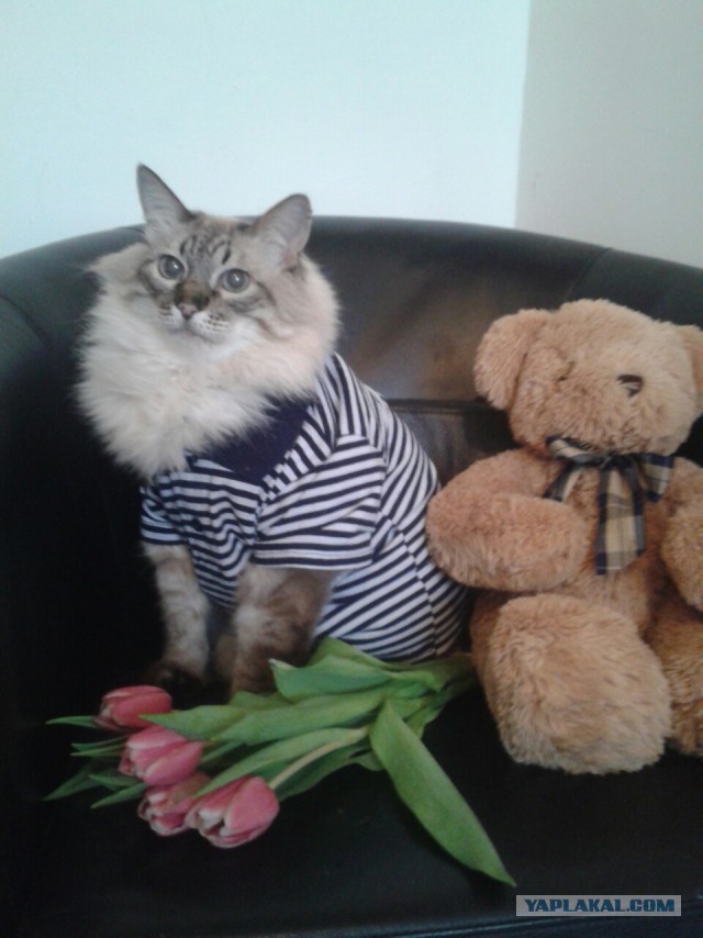 Восьмомартовский котовторник