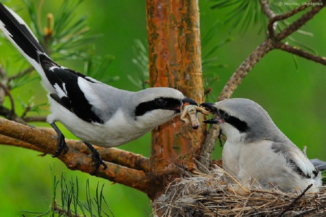 Скоро во всех гнёздах страны!... и не только
