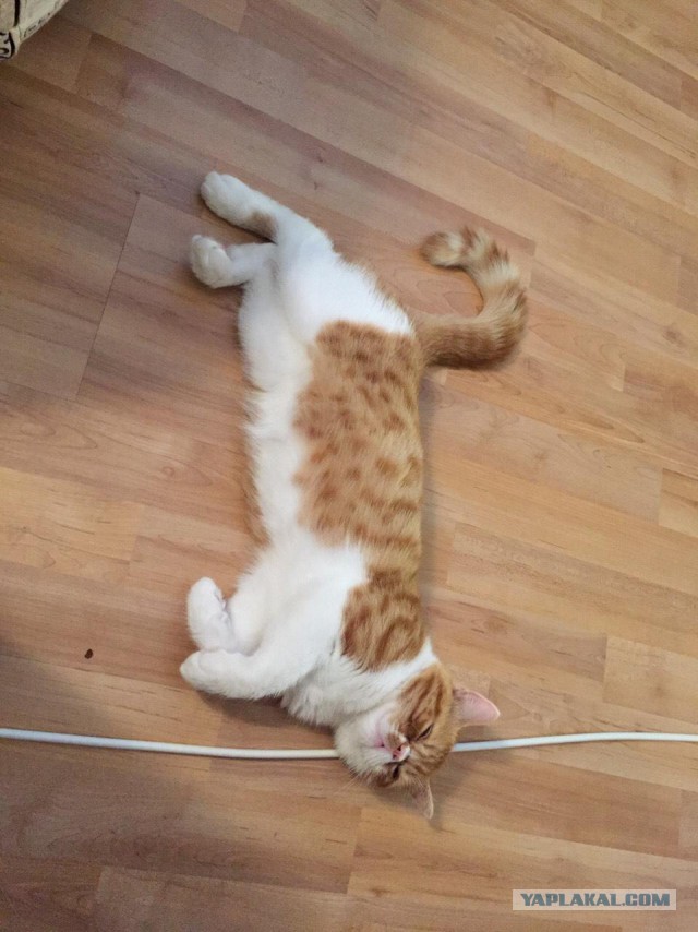 Котовторник 31.05.2016
