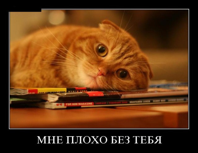 "Оскара" - котикам!