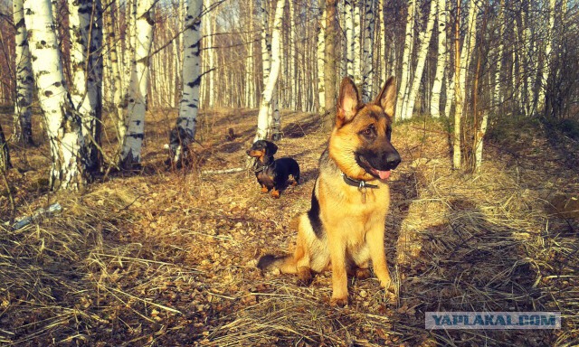 Такса  это навсегда