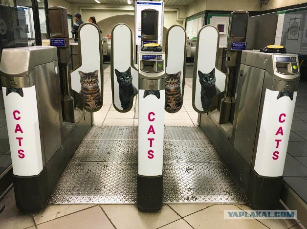 Британцы выкупили рекламу в метро: теперь подземку украшают одни кошки