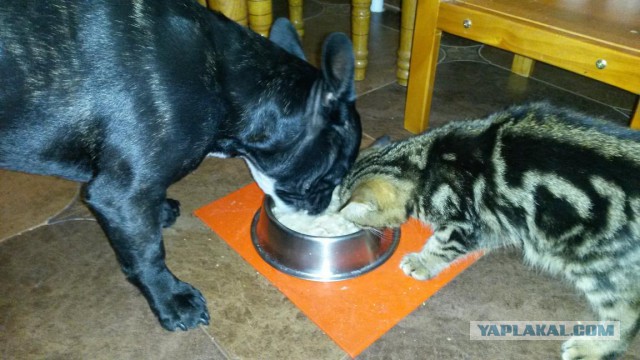 Котовторник 01.11.2016 г.