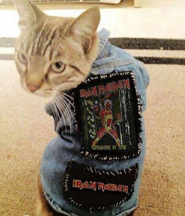 Коты из сети