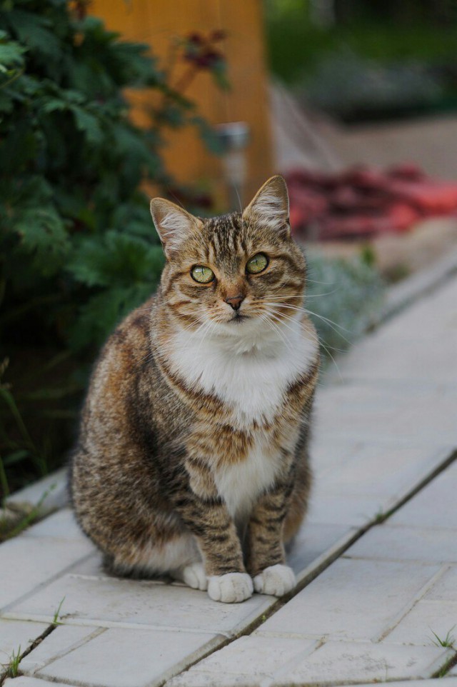 Коты из сети