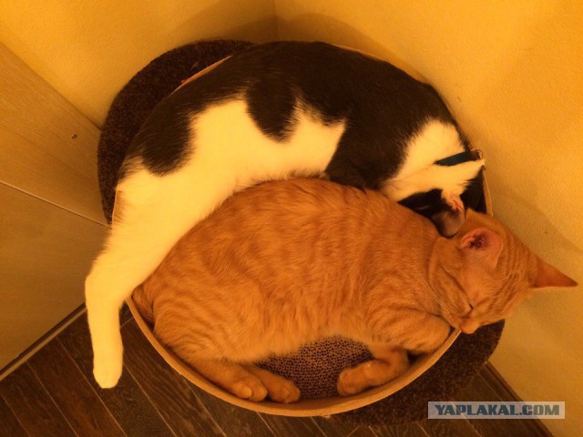 Коты из сети