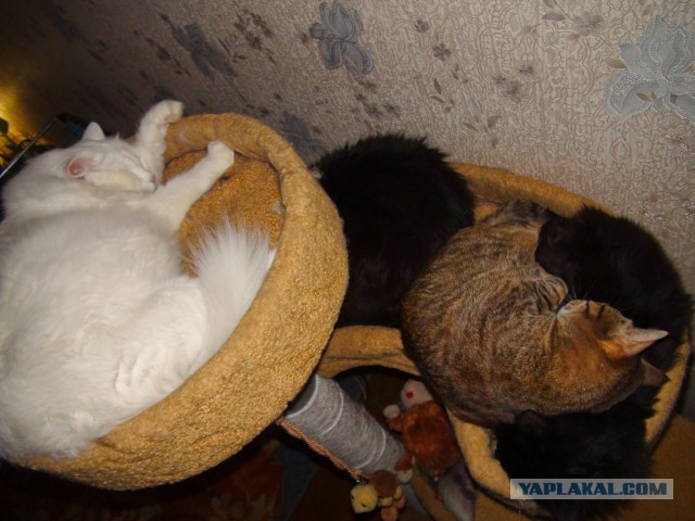 Котовторник  31.01.2017