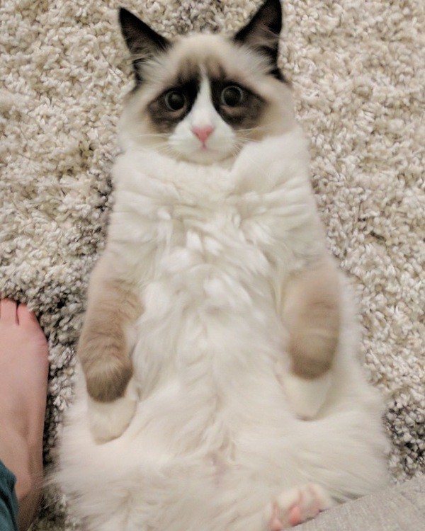 Мой кот любит ползать на спине под диваном. Фото сделали, когда он в очередной раз вылез из под дивана