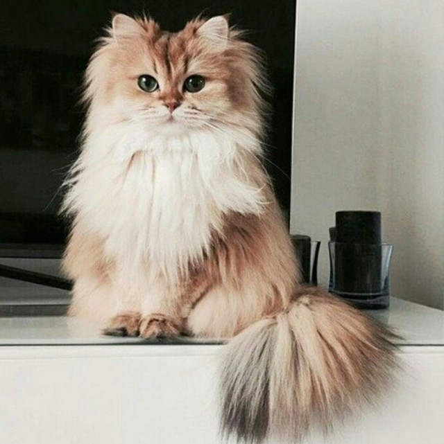 Коты и Кошки