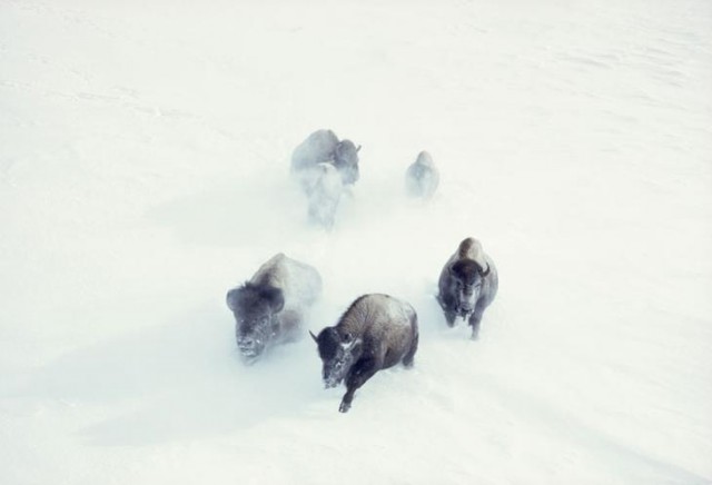 27 неопубликованных фотографий из архивов National Geographic