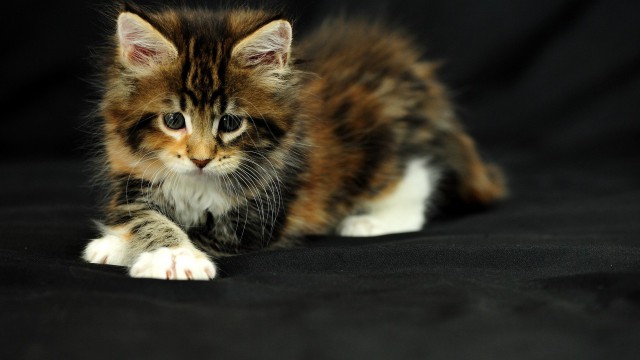 Коты и Кошки