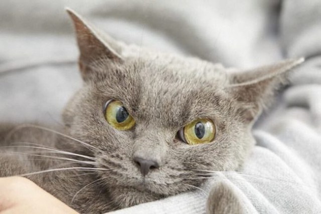 Коты и Кошки