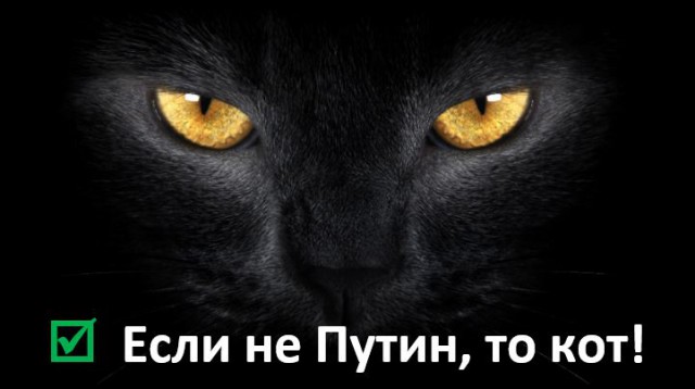 Порнозвезда Елена Беркова будет баллотироваться в президенты России