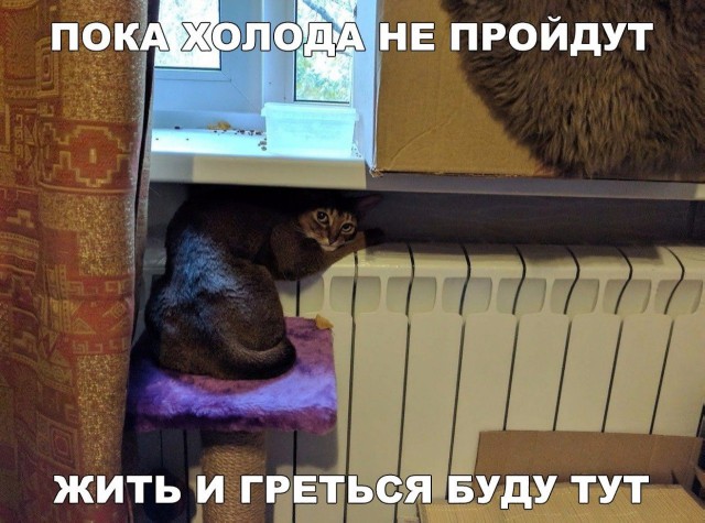 Коты и Кошки