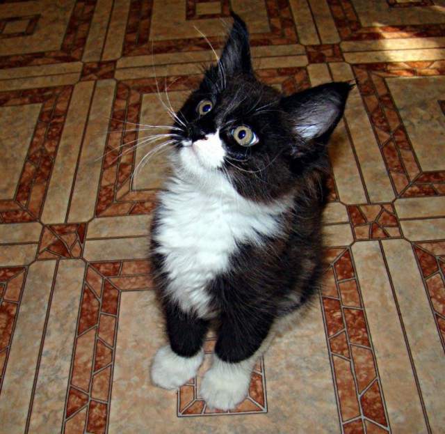 Коты и Кошки
