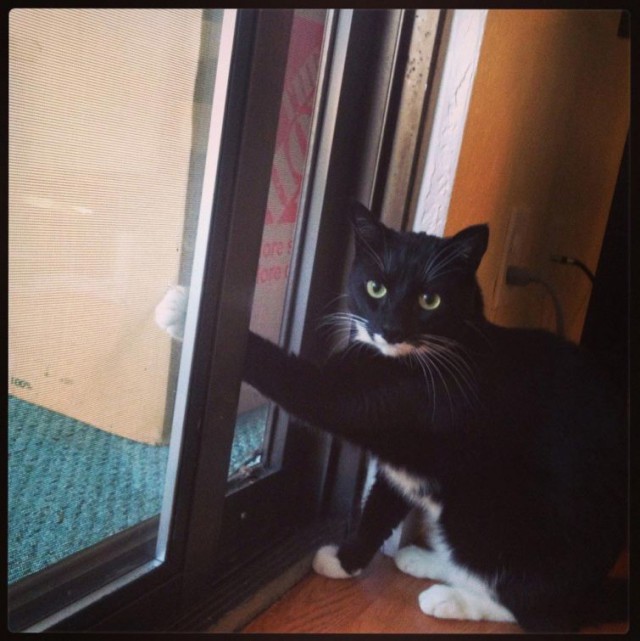 Коты и Кошки