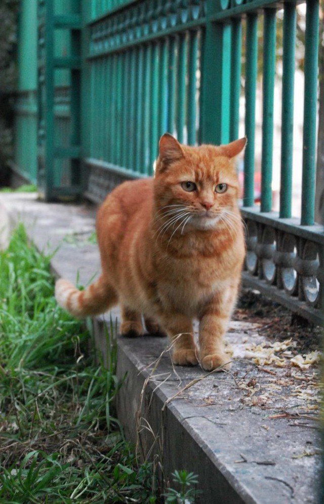 Коты и Кошки
