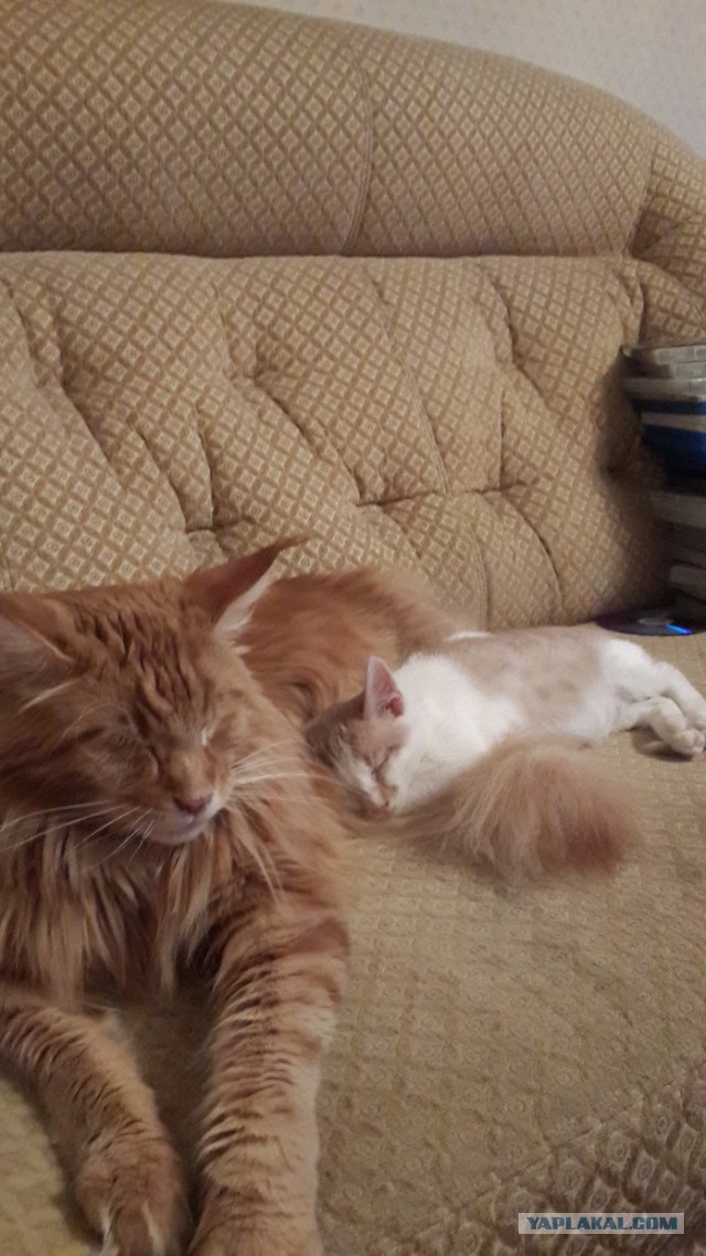 Котовторник 28.11.2017