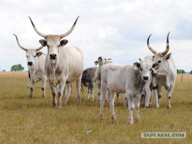 Однажды царь Пётр Первый вернулся из Европы.....