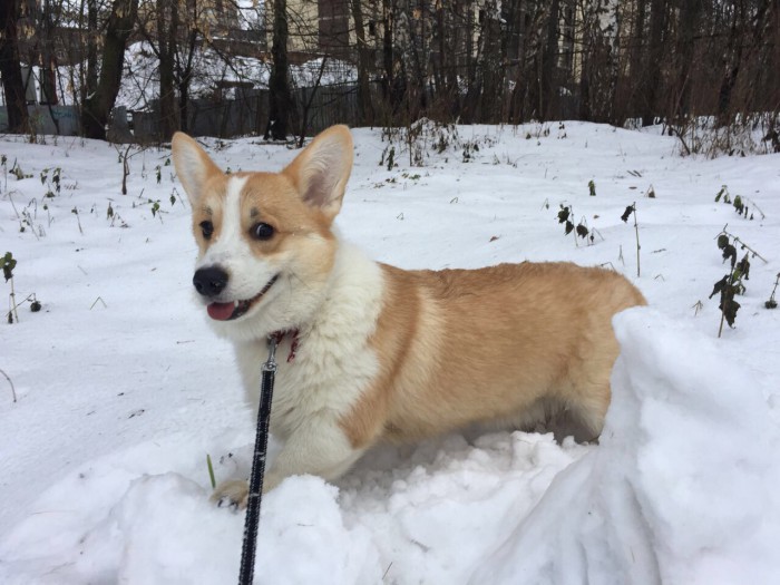8 исчезнувших пород собак, которых не осталось даже на фотографиях