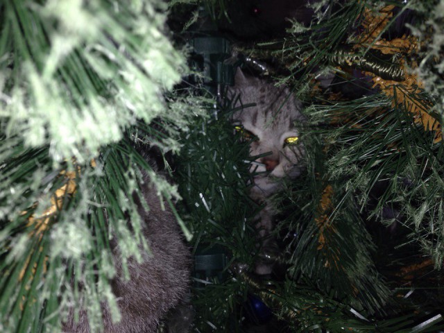 Котовторник 9.01.2018