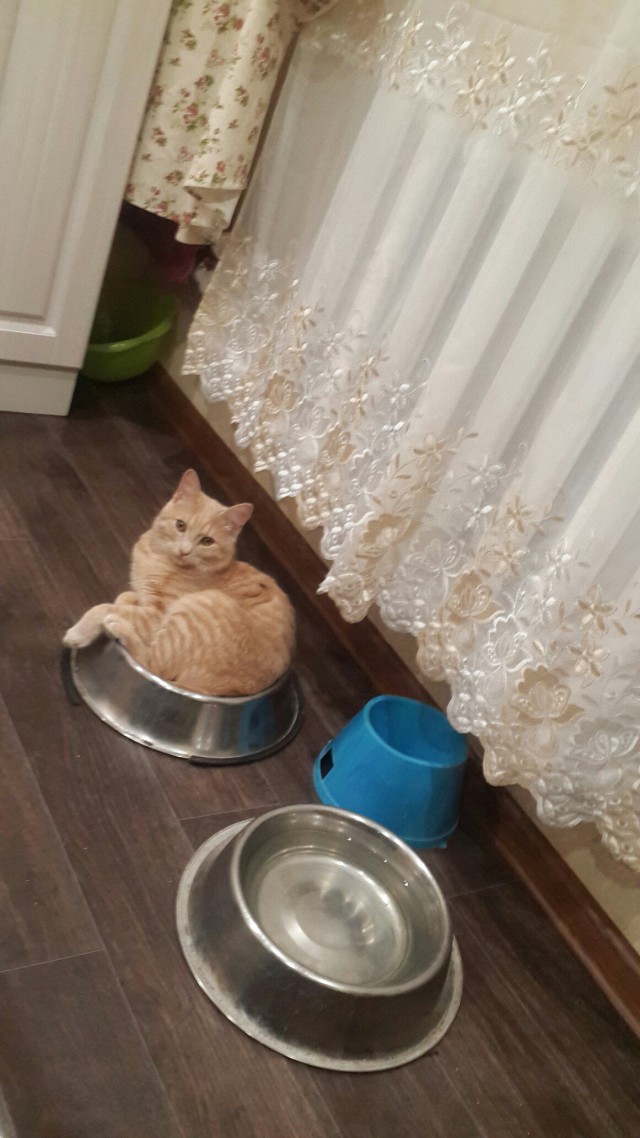 Прикольных котов пост