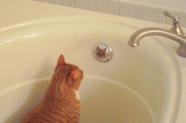 Неадекватные коты
