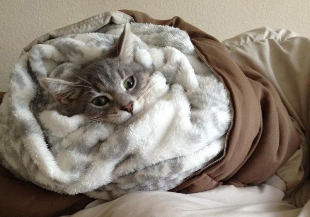 Прикольных котов пост