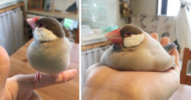 Живность из сети