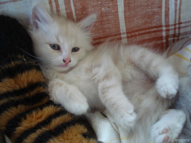 Десантный котовторник