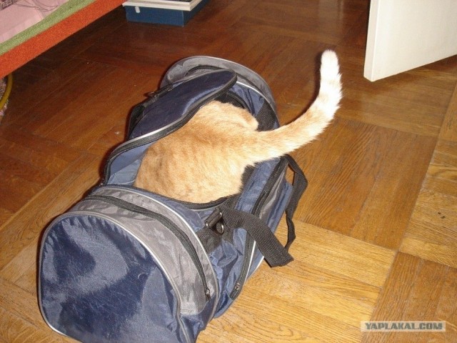 Котовторник 06.09.11