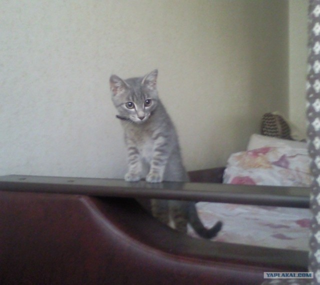 Профессиональный котовторник