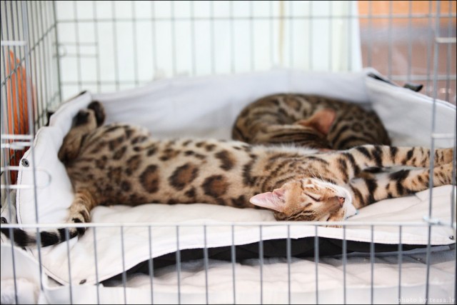 Котовторник! 08.11.11