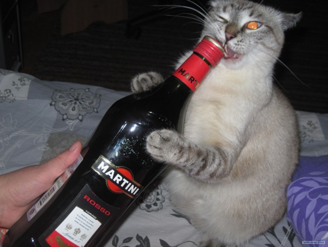 Котовторник (10.01.2012)
