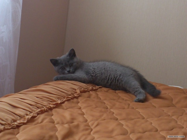 Котовторник (14.02.2012)