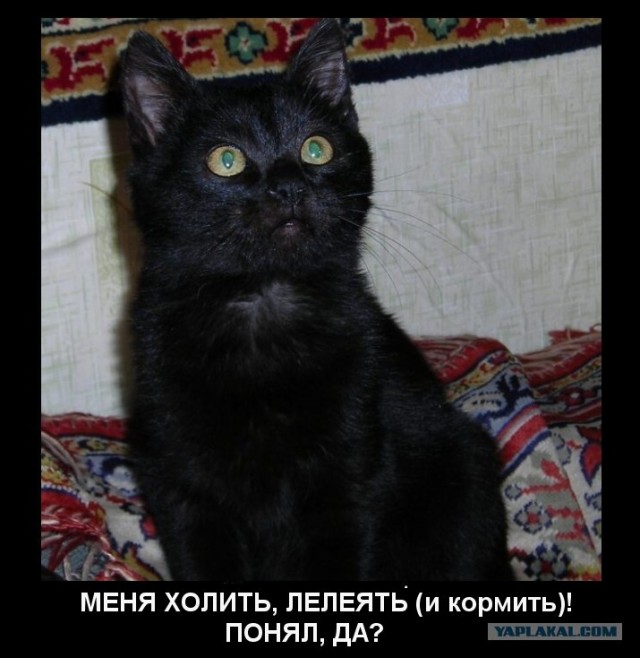 КОТОВТОРНИК (6.03.2012)