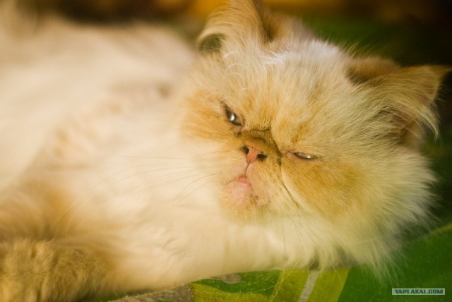 Котовторник! 13.03.2012