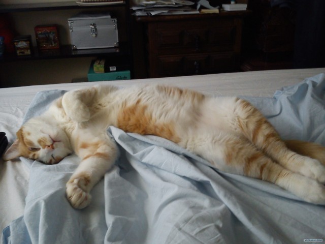 Котовторник 17.04.2012