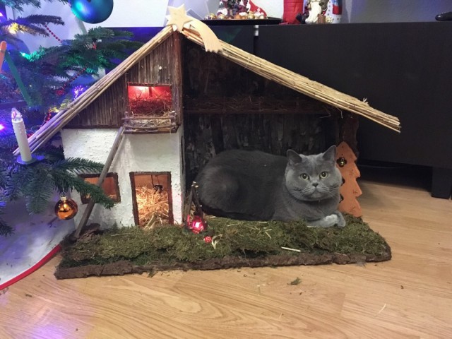Прикольных котов пост