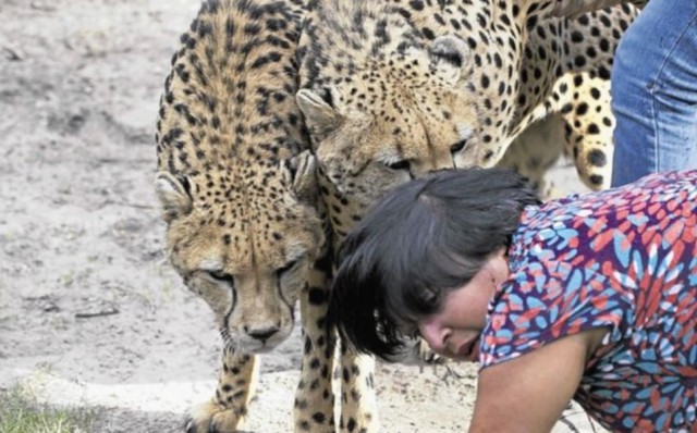 "Находчивый" муж или "вот тебе и погладь кису"