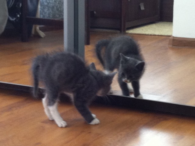 Котовторник 22.05.2012