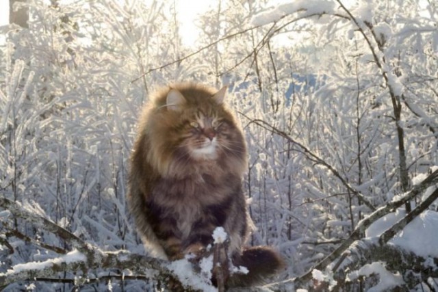 Зимние коты