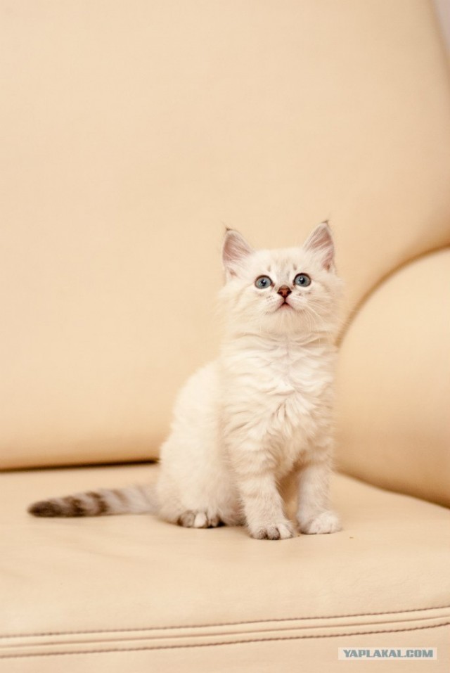 Котовторник 10. 07. 2012